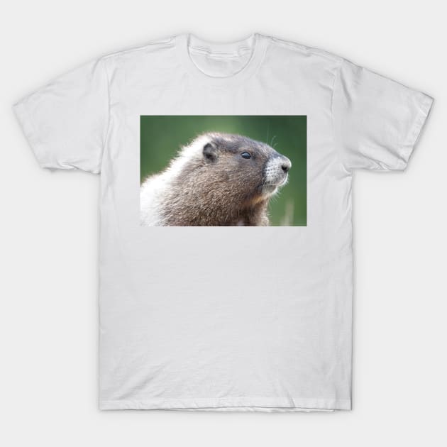 Young marmot in Mount Rainier National Park T-Shirt by SDym Photography